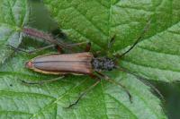 Stenocorus meridianus