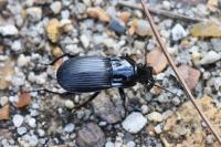 Abax parallelepipedus