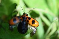Cryptocephalus sexpunctatus