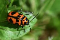 Cryptocephalus sexpunctatus