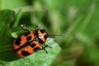 Cryptocephalus sexpunctatus