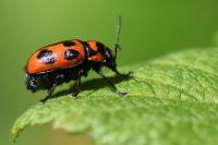 Cryptocephalus sexpunctatus