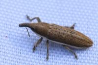 Lixus ochraceus