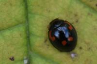 Exochomus quadripustulatus