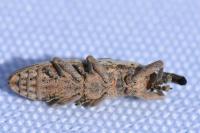 Lixus ochraceus