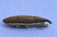 Lixus ochraceus