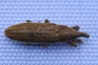 Lixus ochraceus