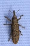 Lixus ochraceus