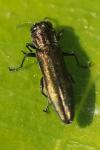 Agrilus