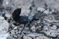 Ocypus olens