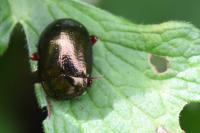 Chrysolina bankii