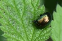 Chrysolina hyperici