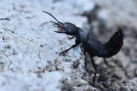 Ocypus olens
