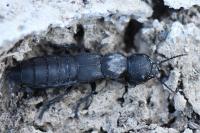 Ocypus olens