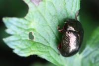 Chrysolina bankii