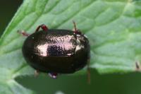 Chrysolina bankii