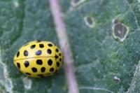 Psyllobora vigintiduopunctata
