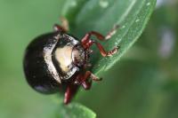 Chrysolina bankii