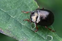 Chrysolina bankii