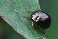 Chrysolina bankii