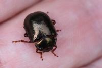Chrysolina bankii