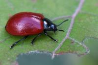 Chrysomela populi