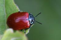 Chrysomela populi