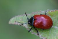 Chrysomela populi