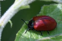 Chrysomela populi