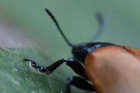 Chrysomela tremula