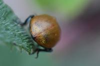 Chrysomela tremula