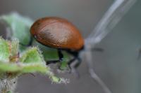Chrysomela tremula