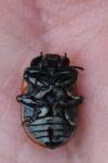 Chrysomela tremula