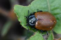 Chrysomela tremula