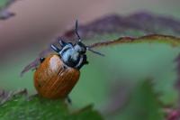 Chrysomela tremula