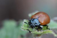 Chrysomela tremula