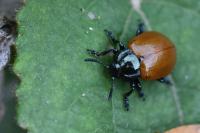 Chrysomela tremula