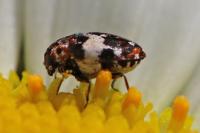 Anthrenus