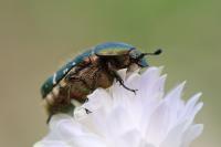 Cetonia aurata