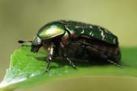 Cetonia aurata