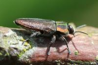 Anthaxia manca