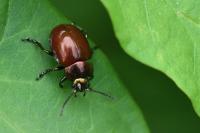 Chrysolina polita