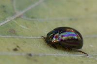 Chrysolina americana