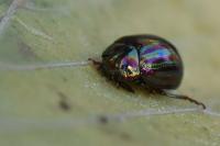 Chrysolina americana