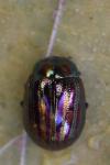 Chrysolina americana
