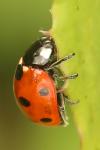 Coccinella septempunctata