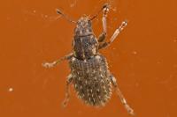 Sitona hispidulus