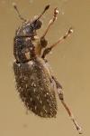 Sitona hispidulus