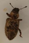 Sitona hispidulus
