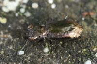 Notiophilus quadripunctatus